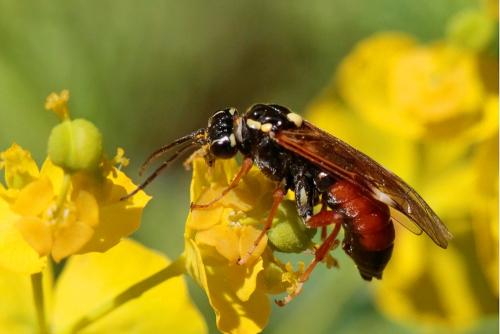 Réf. 282 066 : Tenthredopsis sp.